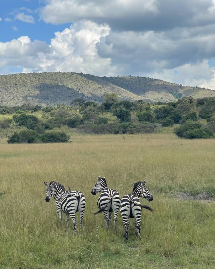 Wildlife in Akagera National Park Rwanda