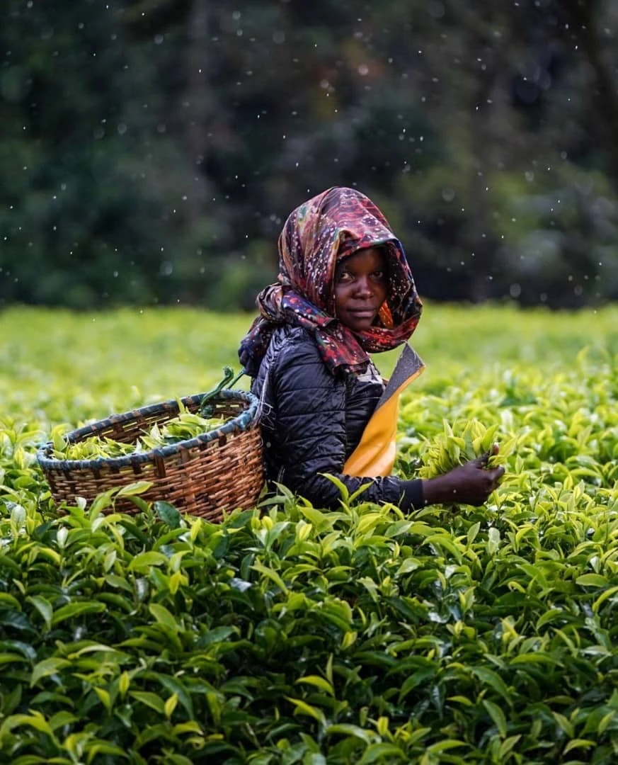 Worker harvesting premium fresh tea leaves by hand in a sustainable tea plantation for high-quality tea production.