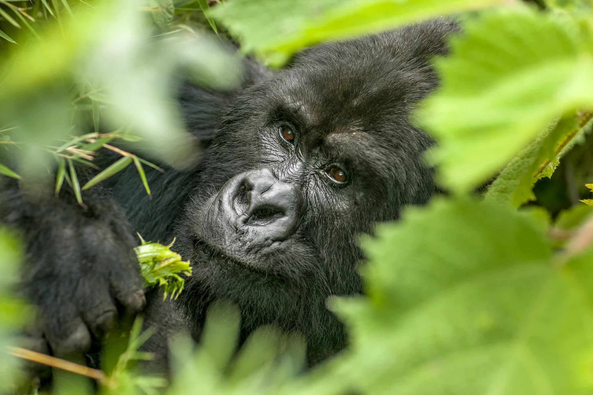 Gorilla trekking in Rwanda takes visitors into the forested slopes of Volcanoes National Park for one carefully regulated wildlife encounter.